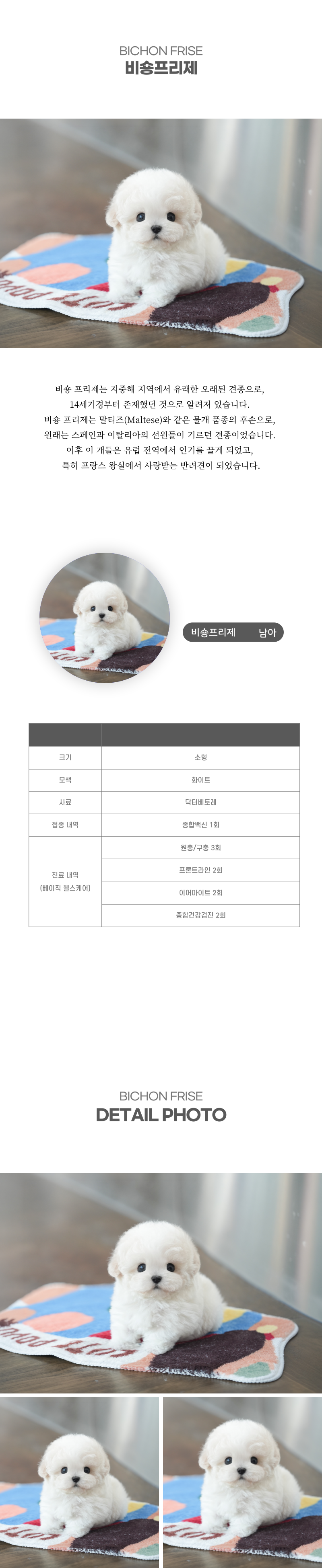 미니비숑_상세이미지_2